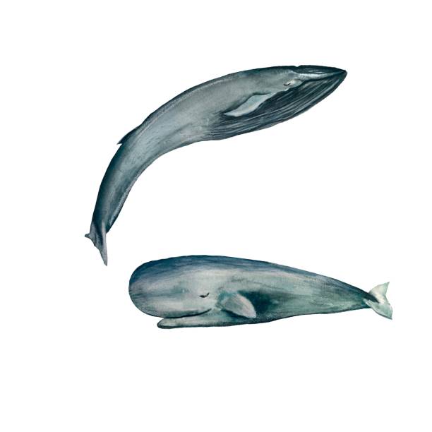 whale blue set morski ocean akwarela ilustracja - label travel san diego california california stock illustrations