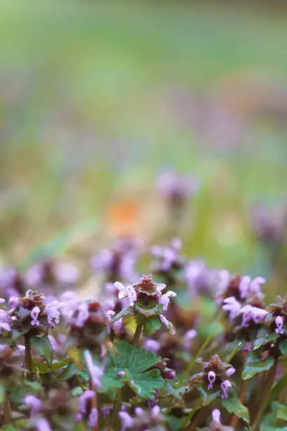 Close up purple deadnettles flowers concept photo. Weeds flowering ground cover. Front view photography with blurred background. High quality picture for wallpaper, travel blog, magazine, article