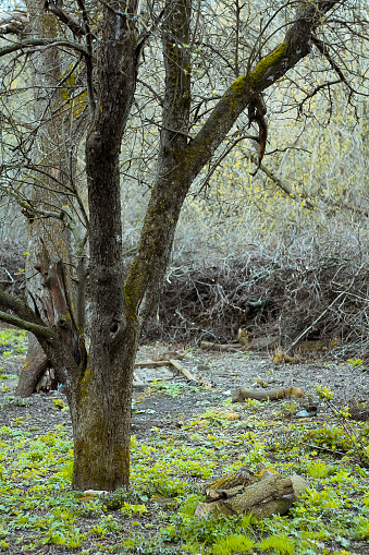 Timber harvesting in undergrowth landscape photo. Beautiful nature scenery photography with shrubs on background. Idyllic scene. High quality picture for wallpaper, travel blog, magazine, article