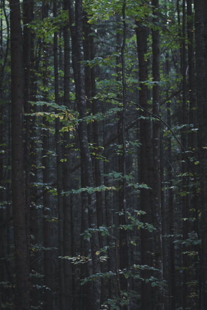istock Close up densely grown trees in dark forest concept photo 1464032314