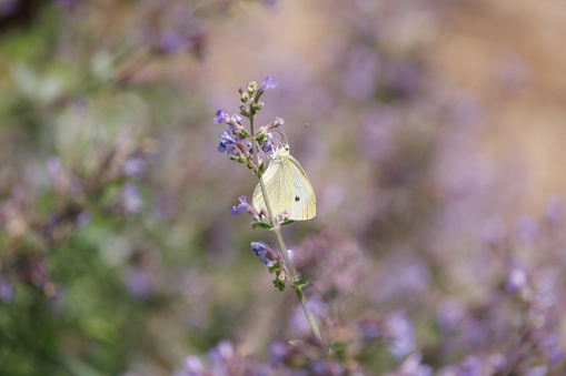Pieris rapae, the Cabbage White Butterfly, resting on a small flower.