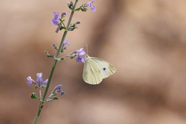 Pieris rapae, the Cabbage White Butterfly, resting on a small flower.
