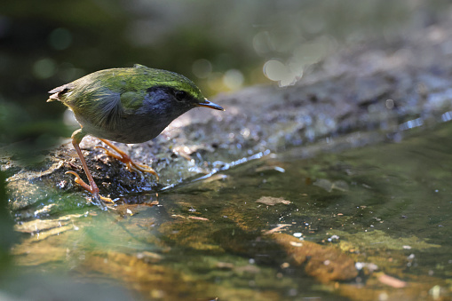 Beautiful small tesia bird, adult Grey bellied tesia, low angle view, side shot, walking to the wild stream for taking a bath in the afternoon, in nature of tropical moist montane forest, national park in northern Thailand.