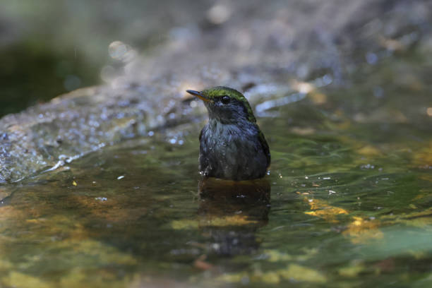 istock Tesia bird : adult Grey bellied tesia (Tesia cyaniventer) 1464033215