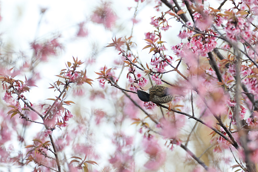 Closed up very beautiful small bird, adult female Himalayan cutia, uprisen angle view, rear shot, in the morning perching and foraging on pink flower of the Cherry blossom, in nature of tropical moist montane forest, Agriculture station on high mountain in northern Thailand.