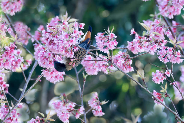 istock Bird box : adult Himalayan female box (Nipalensis box). 1464033795