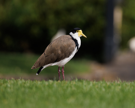 Profile view of a Masked Lapwing standing on grass.
