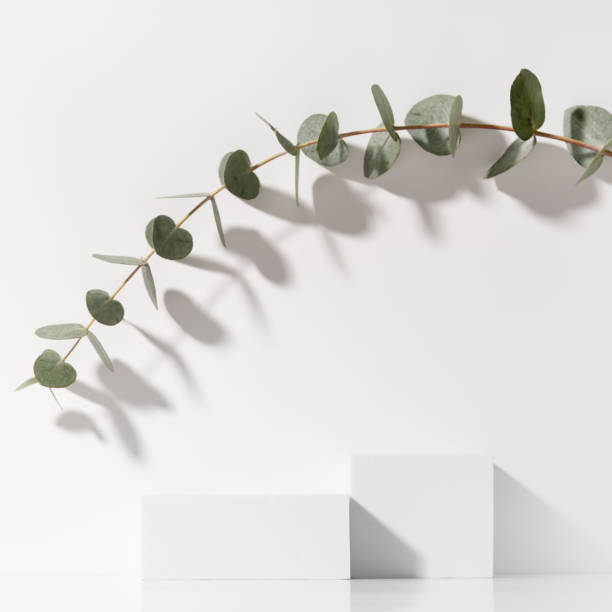 istock Minimal scene for beauty cosmetic product presentation made with white cubes and eucalyptus branch on white background. Square composition. 1464037041