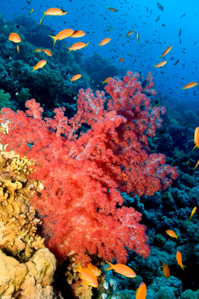 Underwater Seascape, Coral Reef, Red Sea, Egypt, Africa