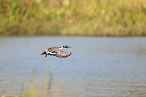 Closed up beautiful duck bird, adult male Northern pintail or pintail, low angle view, side shot, in the morning spread wings and flying above the abundance wild swamp under the clear sky, in nature of tropical moist montane forest, northern Thailand.