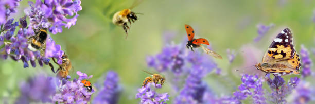 istock few honeybee,  butterfly and ladybug, on lavender flowers in panoramic view 1464038990