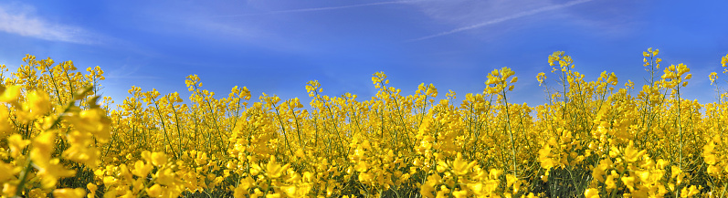 panoramic view on a field of   beautiful  yellow flowers of rape under blue sky
