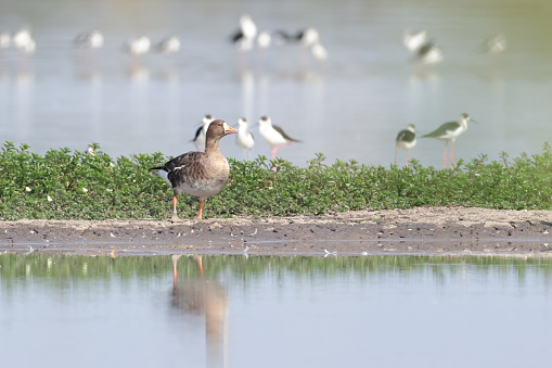 Beautiful water bird, adult Greater white-fronted goose, low angle view, front shot, in the morning walking and foraging with flocks of another water birds, on riverbank of wild swamp in nature of tropical climate, northernmost province in Thailand.