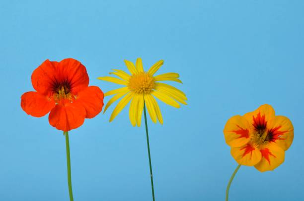 istock savannah daisies and nasturtiums on a blue background 1464039341