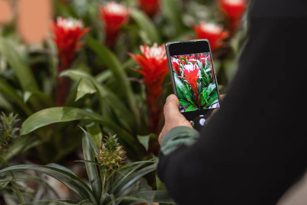 istock Houseplant shop 1464041155