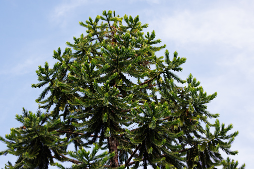 Top section of a klinki pine tree,\nAraucaria hunsteinii, with cloudy sky behind.