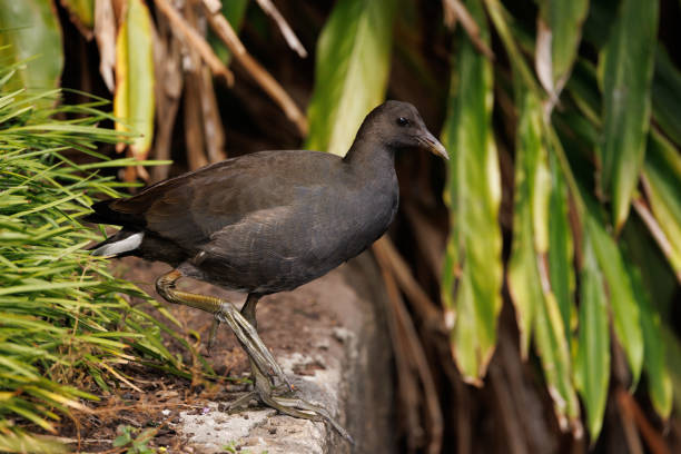 A juvenile Dusky Moorhen standing on a rocky ledge