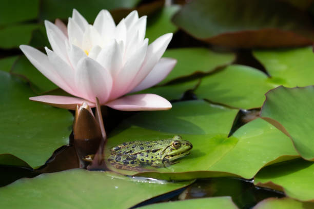 istock Green frog on a green leaf next to a beautiful blooming water lily 1464048233