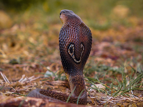 Indian spectacled cobra showing spectacle marks on back of the hood, Naja naja, Satara, Maharashtra,  India