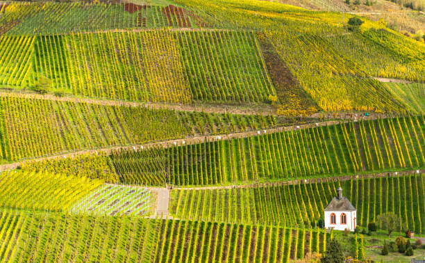 istock Small chapel in vineyards of Wehlen, Germany 1464050104