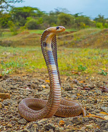Indian spectacled cobra with hood upright, Naja naja, Satara, Maharashtra,  India