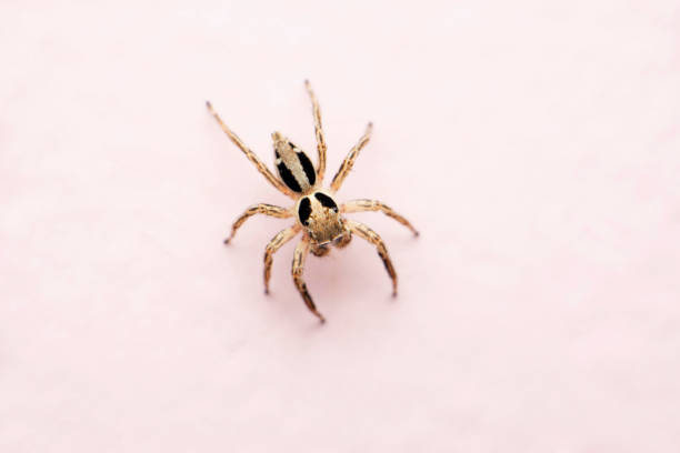 istock Jumping spider dorsal view from top, Plexippus paykulli, Satara, Maharashtra,  India 1464050176