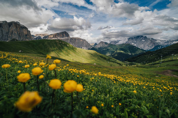 istock Alpine meadow and Sella group in Dolomites, Italy. 1464050398