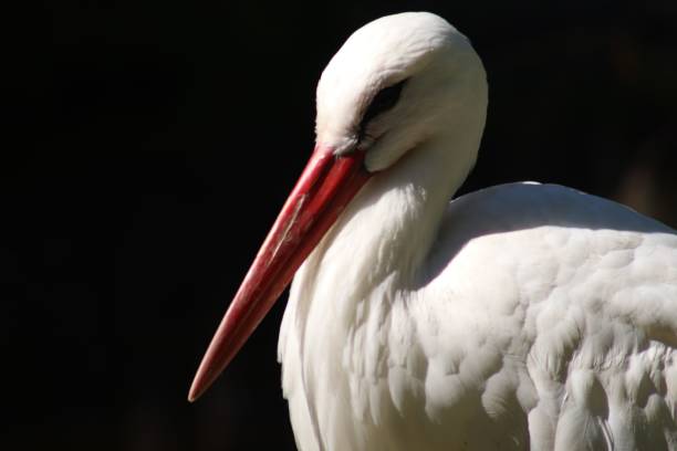 istock Closeup of a white stork on the black background 1464050458