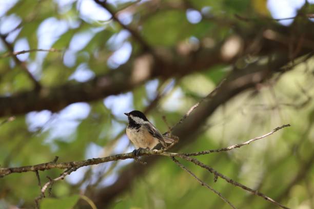 istock Closeup of a Black-capped chickadee perched on a tree 1464050571