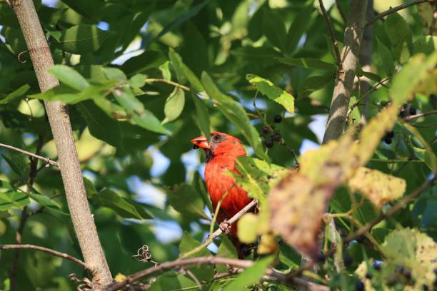 istock Closeup shot of a Northern cardinal perched on a tree 1464050617