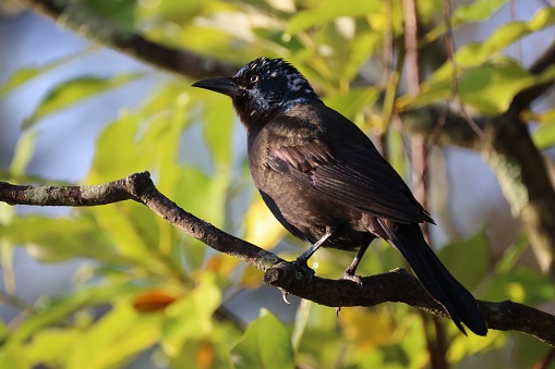 A closeup shot of a common blackbird perched on a tree
