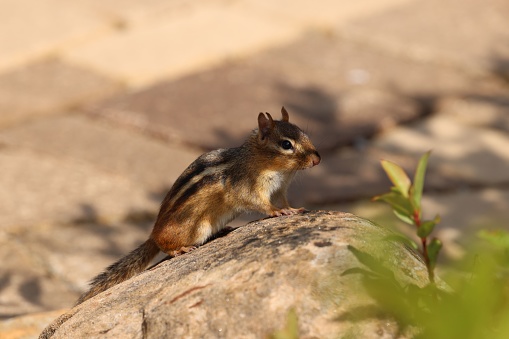 A closeup of a cute squirrel on a rock