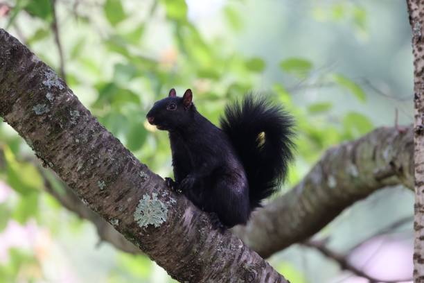 istock Closeup of a black squirrel on a tree 1464050658