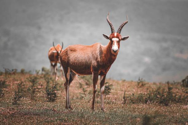 A blesbuck standing in a meadow. Damaliscus pygargus phillipsi.