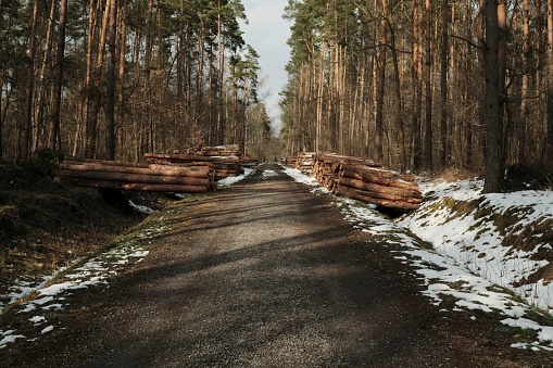 A rural road surrounded by logs and tall trees in winter