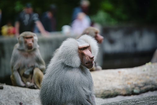 A closeup shot of an angry macaque and other monkeys in the background
