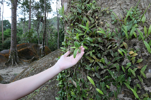 Human hand touching grown leaves on tree trunk at nature reserve