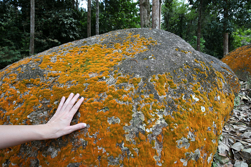 Human hand touching orangey moss on oversized rock at nature reserve