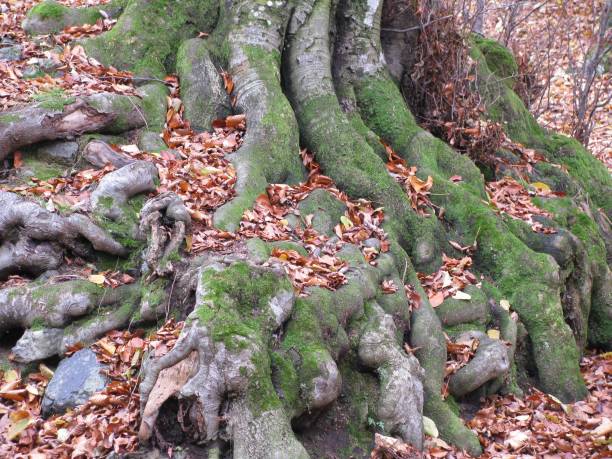 istock High-angle view of autumn leaves fallen all over the tree roots 1464055203