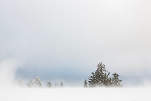 Through a narrow window in the fog and churned snow, the blue sky, a coniferous tree group and bald trees are visible.