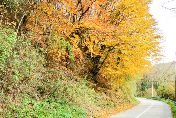 istock Curvy road through forest in autumn (with trees with colorful yellow, brown, red and green leaves) 1464057062