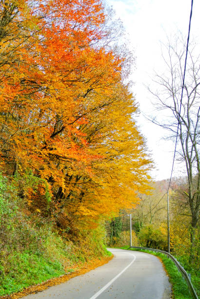 istock Curvy road through forest in autumn (with trees with colorful yellow, brown, red and green leaves) 1464057075
