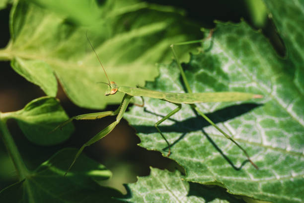 istock Cute little mantis surrounded by lush green leaves in a forest 1464057211