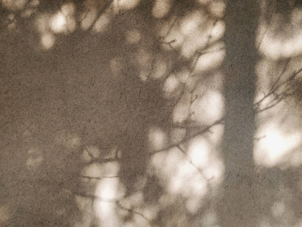 istock Tree shadows on a beige wall. Blurry shadows of dense branches, close up texture. 1464058001