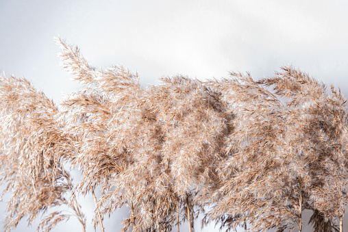 Bulrush plant on white background. Wild grass. Template with copy space.