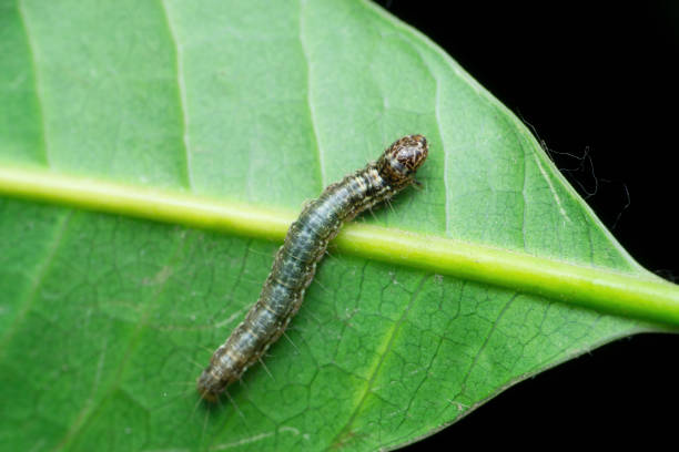 istock Silk moth catterpillar, Satara, Maharashtra,  India 1464059290