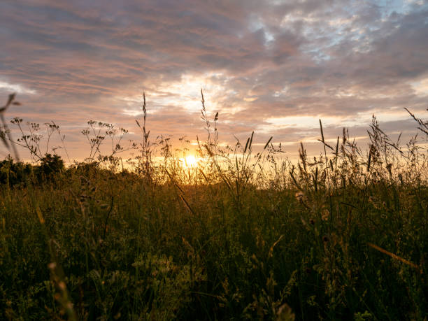 istock Beautiful view of a grassy field at sunset 1464059372