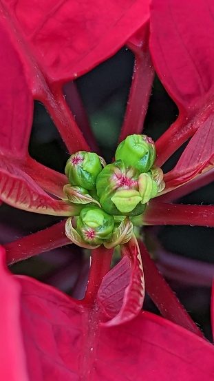 A closeup shot of Poinsettia red plant.