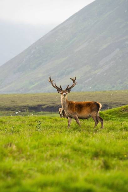 istock Vertical shot of a red deer in the field 1464060159