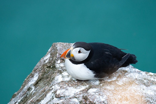 A puffin sitting on a rock on green background